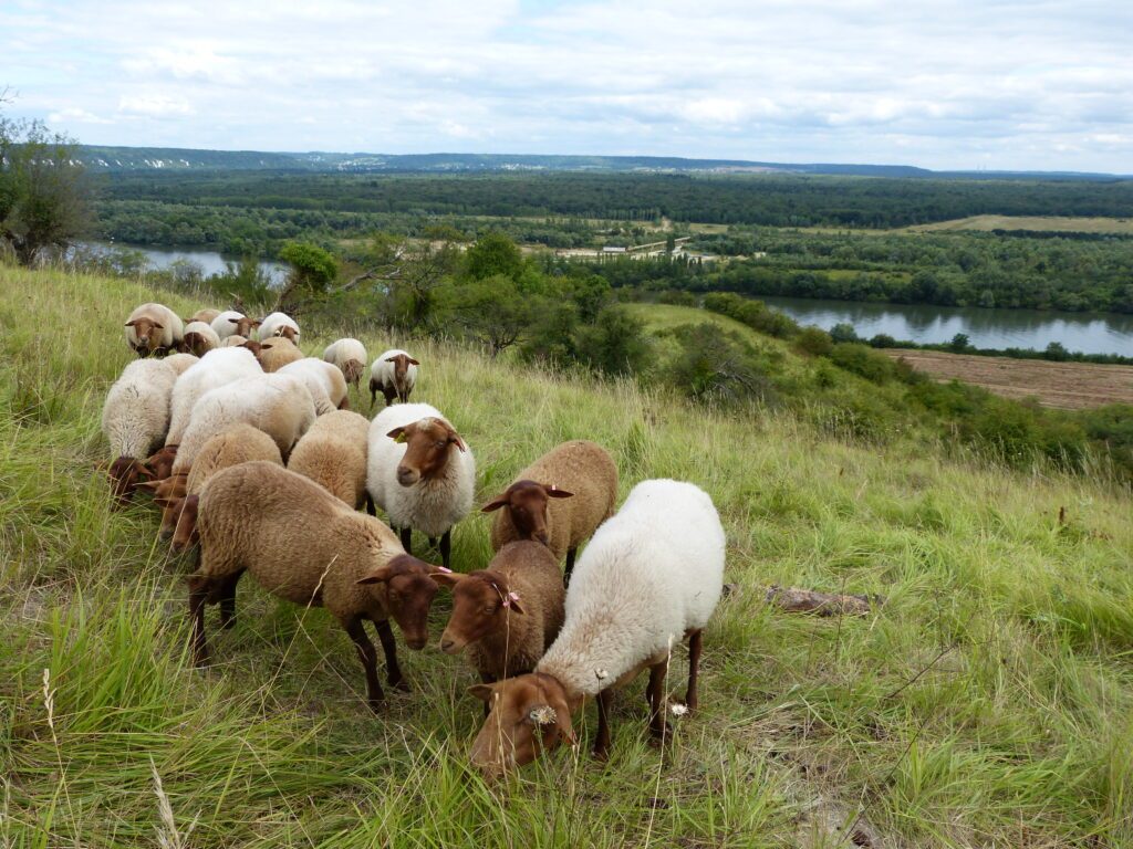 Réserve naturelle nationale des Coteaux de la Seine
