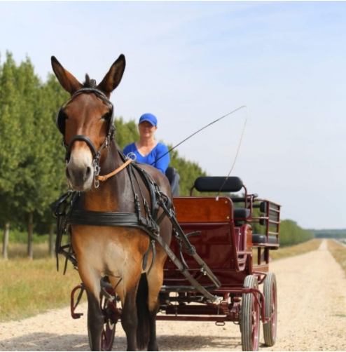 EPONA Nature, SAINT-GERMAIN-EN-LAYE