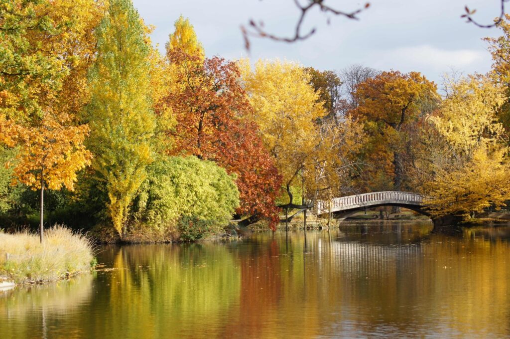 Le Vésinet, ibis automne