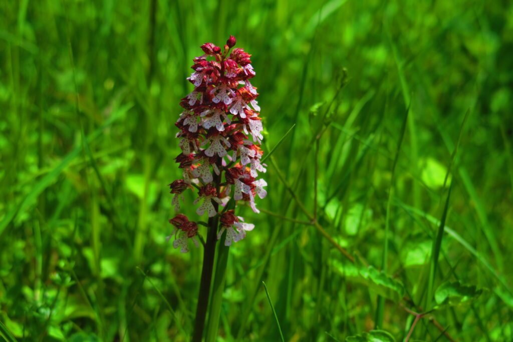 Réserve naturelle nationale des Coteaux de la Seine