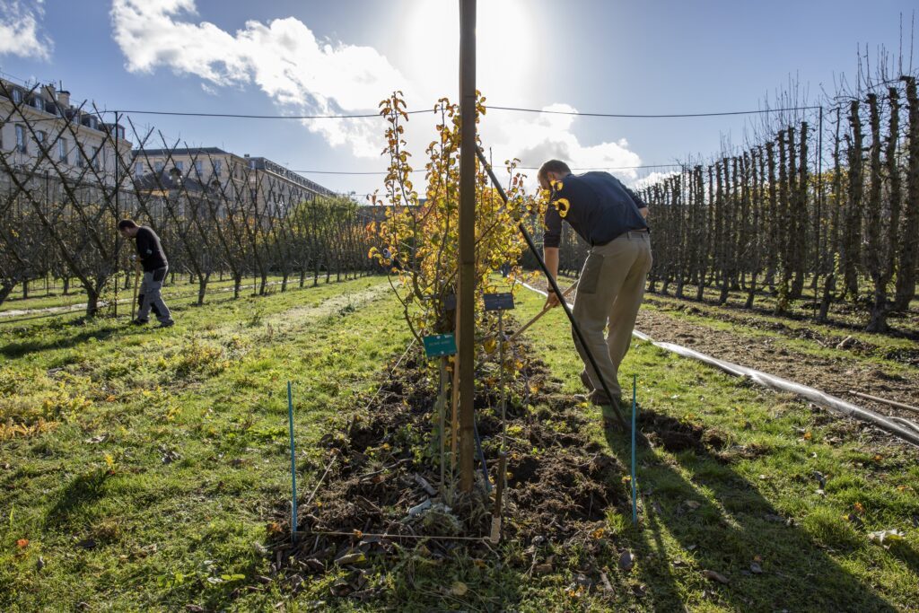 Potager du Roi