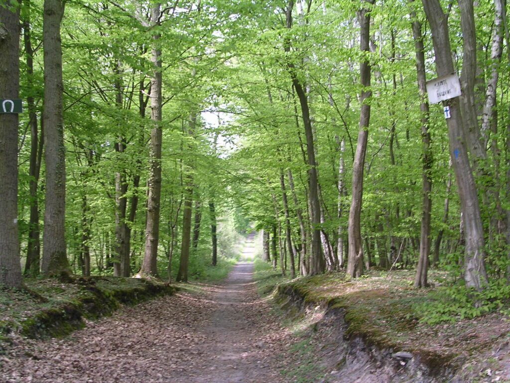 Forêt domaniale de Saint Germain