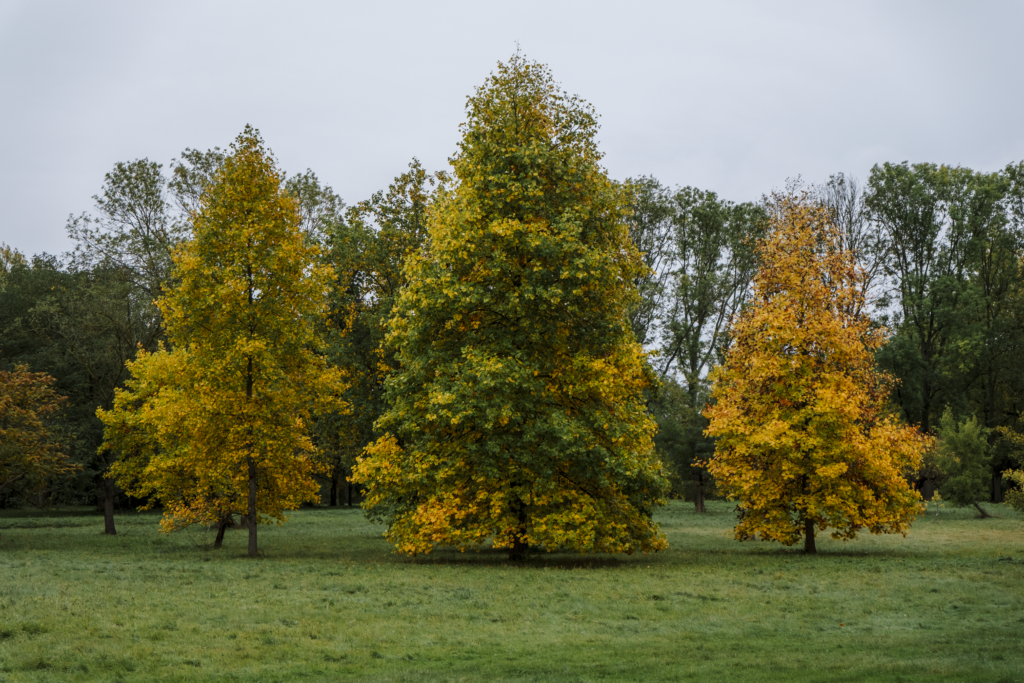 Arboretum de Chèvreloup automne