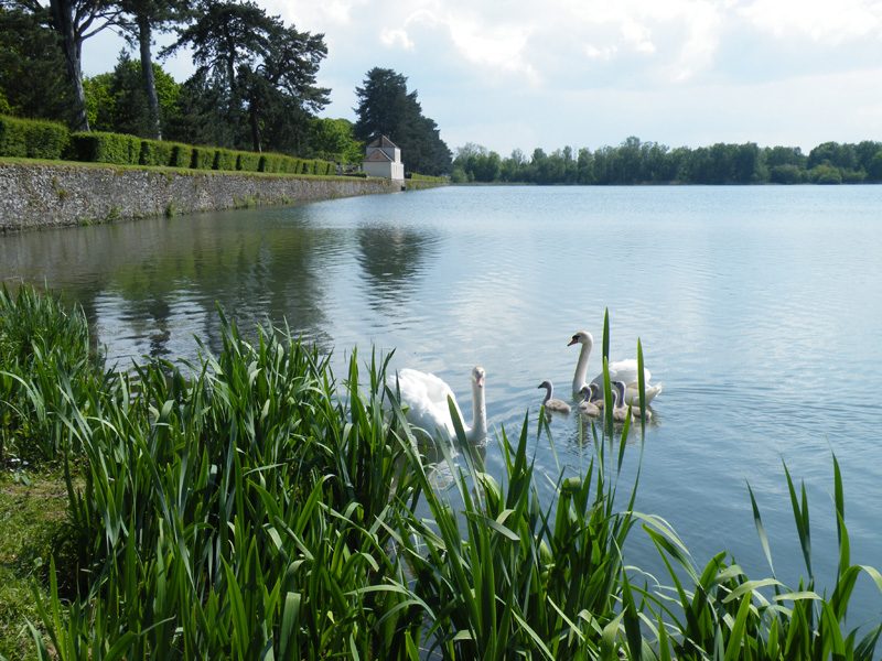 Cygnes à l'étang des Noes au Mesnil-Saint-Denis