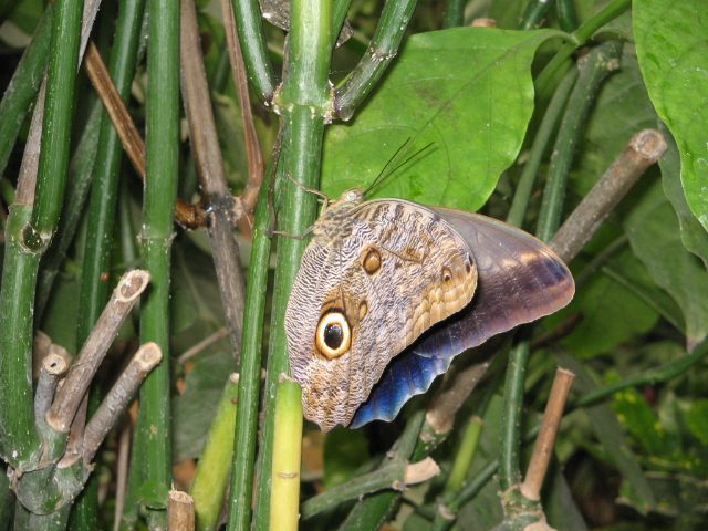 Serre aux papillons