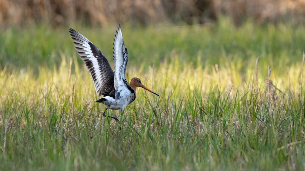 Sortie nature