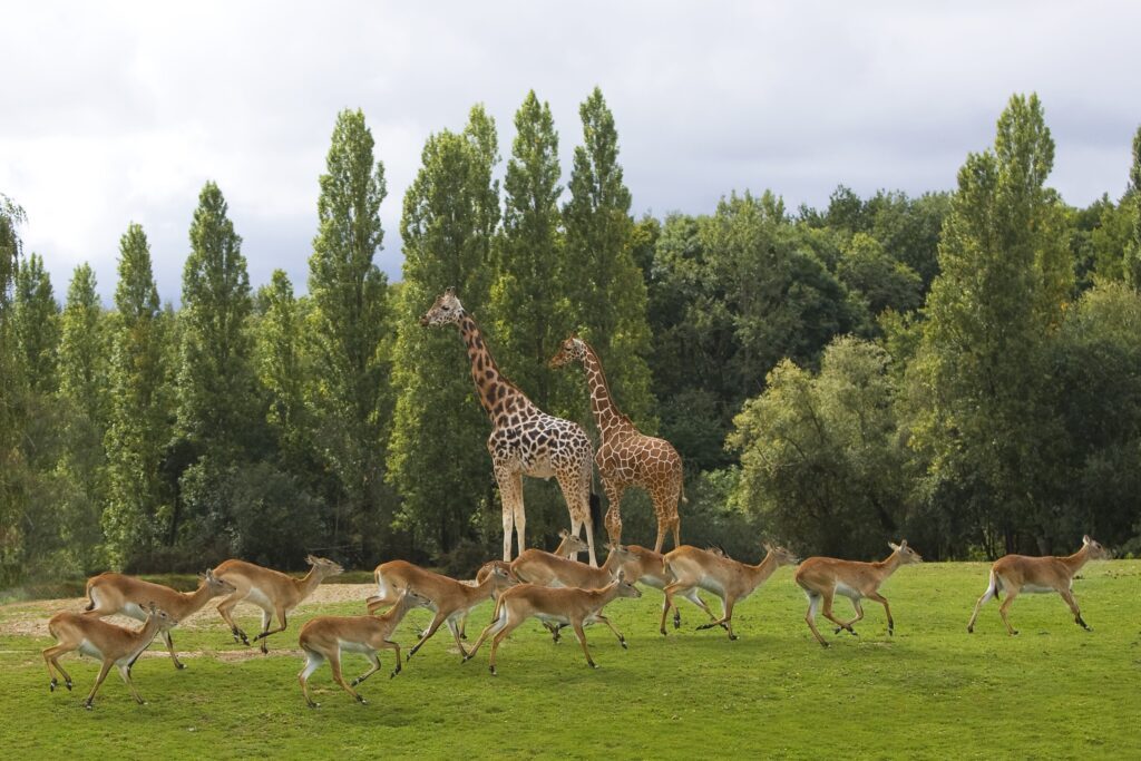 Girafes au Wow Safari Thoiry