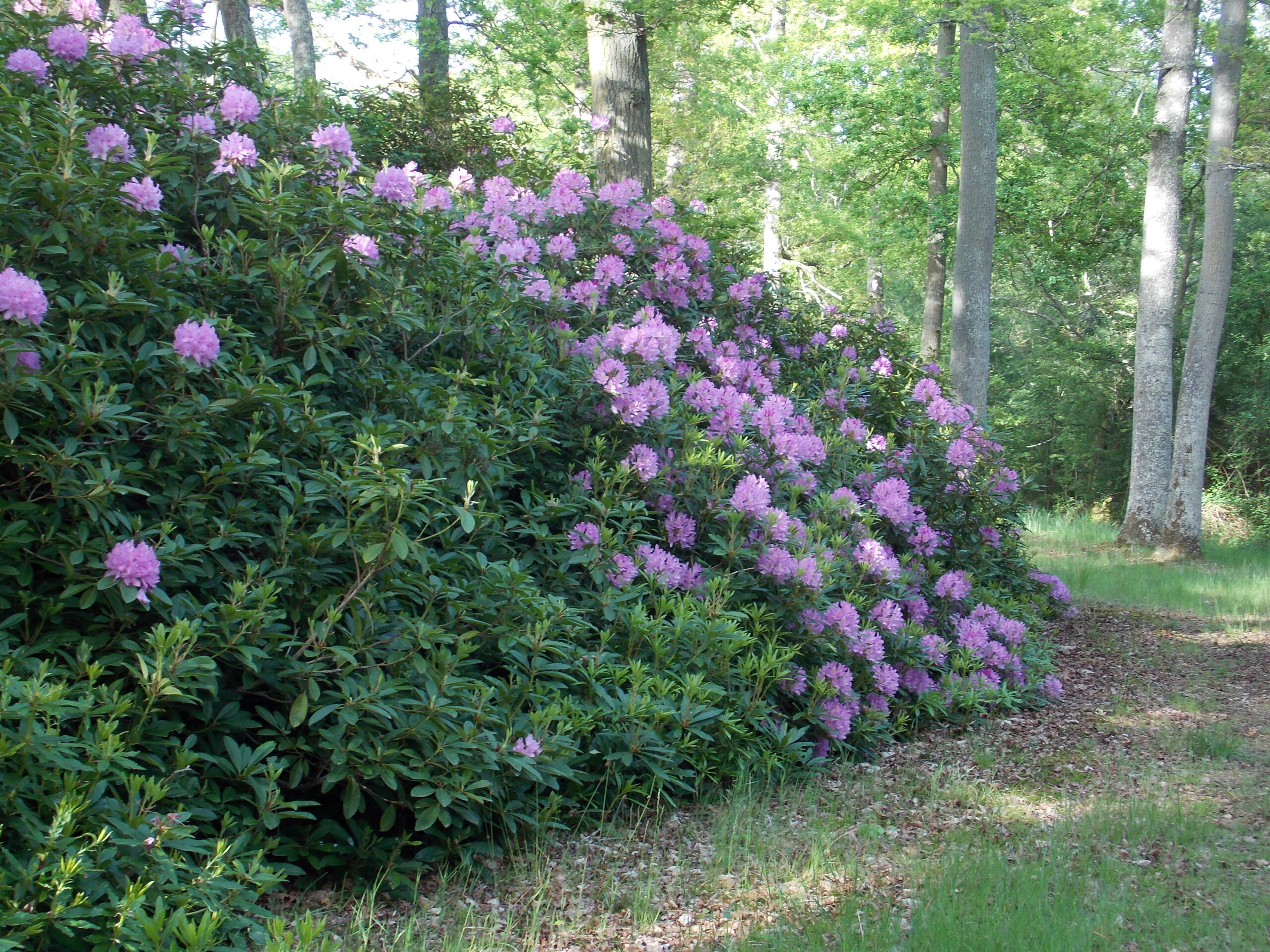 Rhododendron - Destination Yvelines
