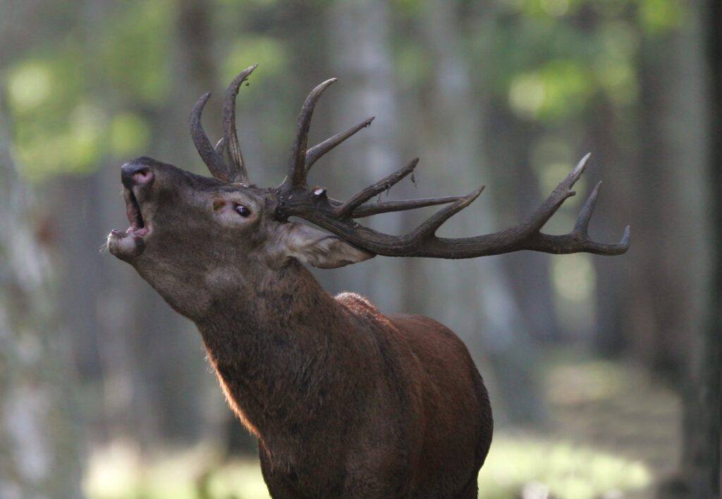 Soirées Brame du cerf avec Aymeric Benoit_Rambouillet
