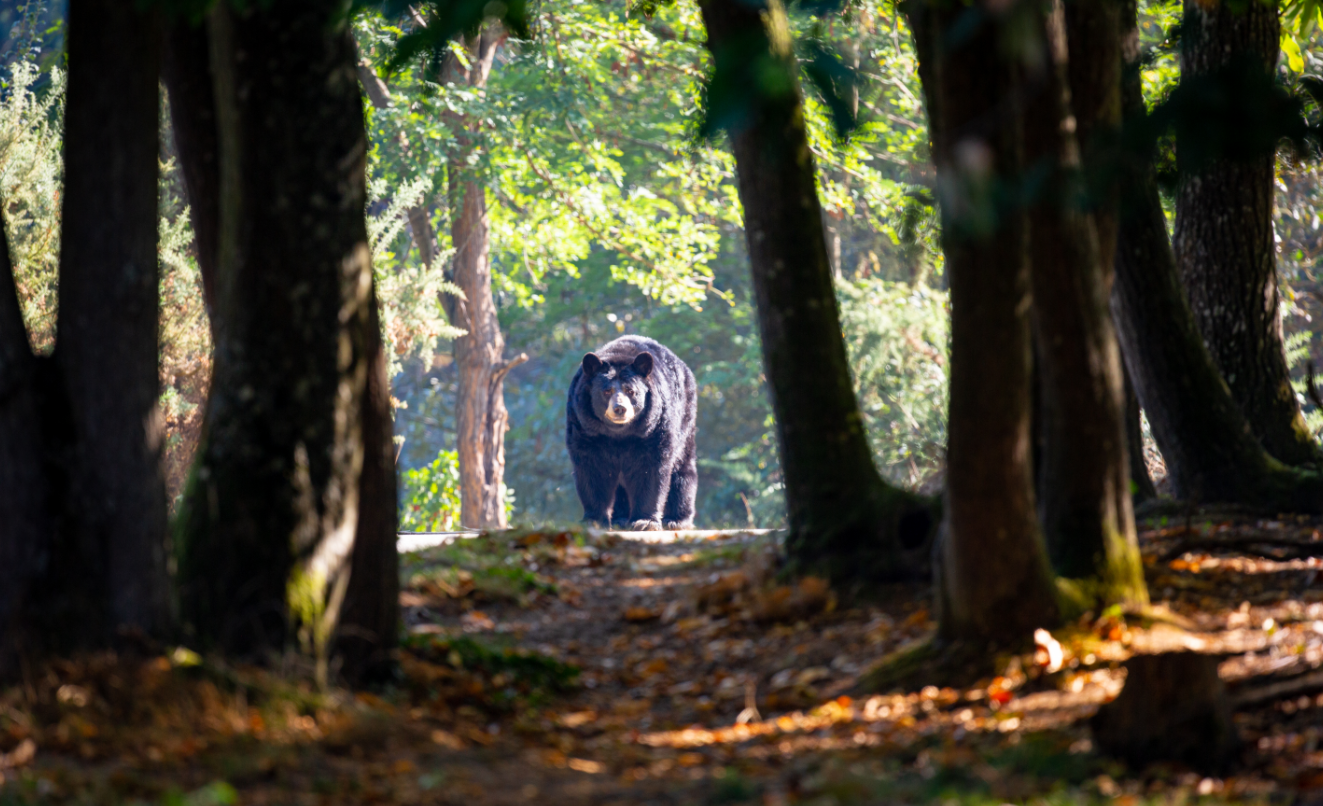 Les Chalets des Ours : nuit immersive auprès des ours baribals_Thoiry
