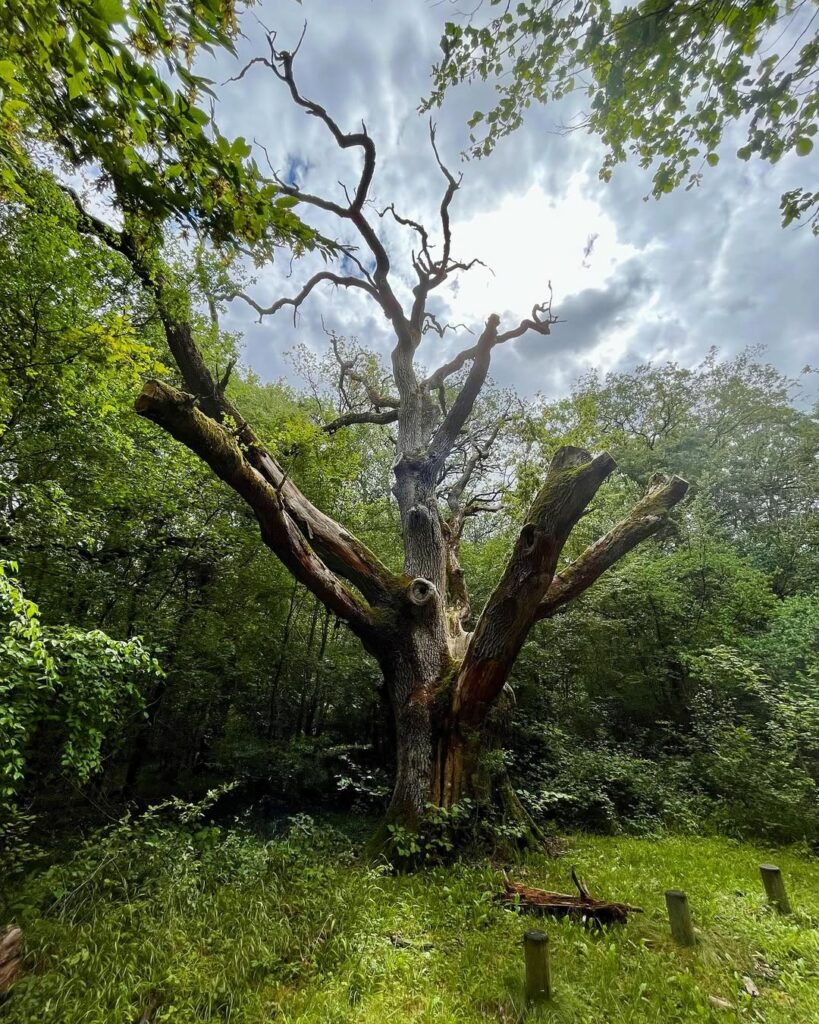 Chêne Mademoiselle à Rosny sur Seine