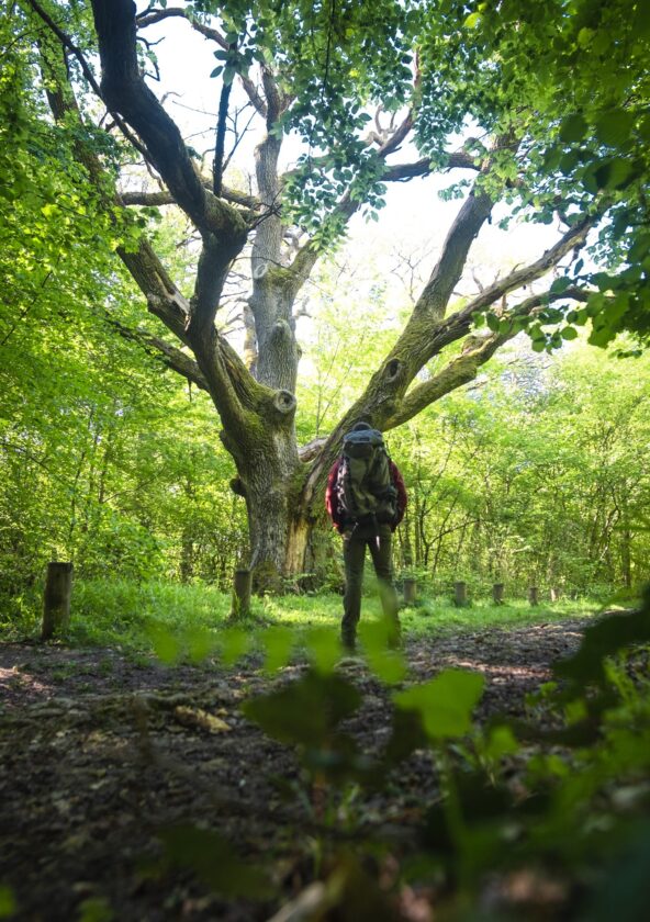 Forêt régionale de Rosny_Rosny-sur-Seine