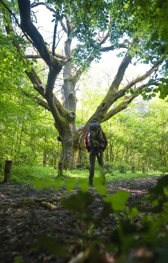 Forêt régionale de Rosny_Rosny-sur-Seine