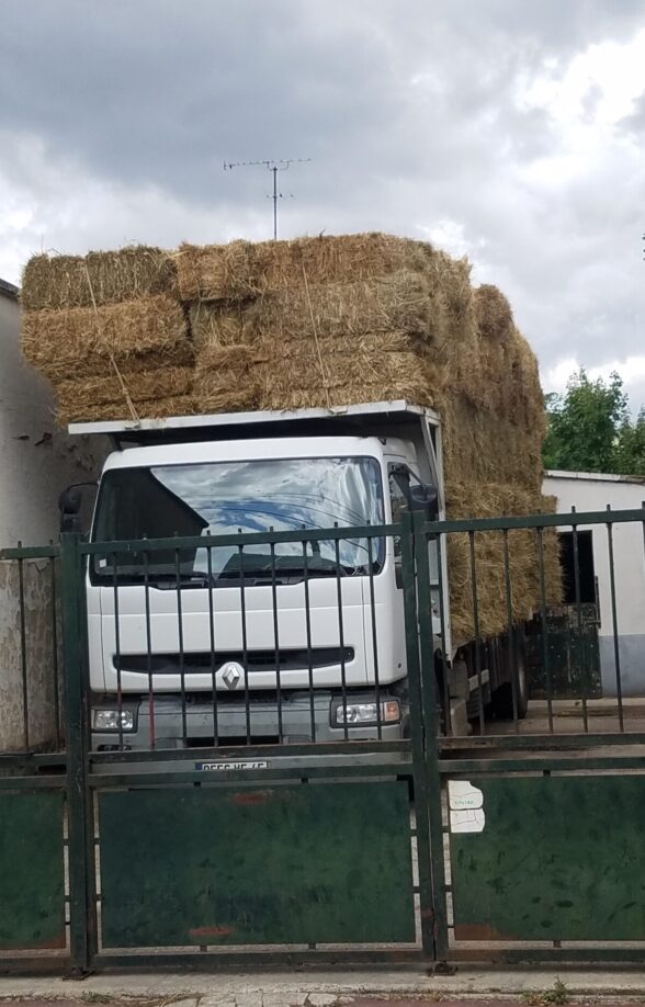 Gilles Royon Equitation