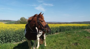 Cheval dans un champs de Colza