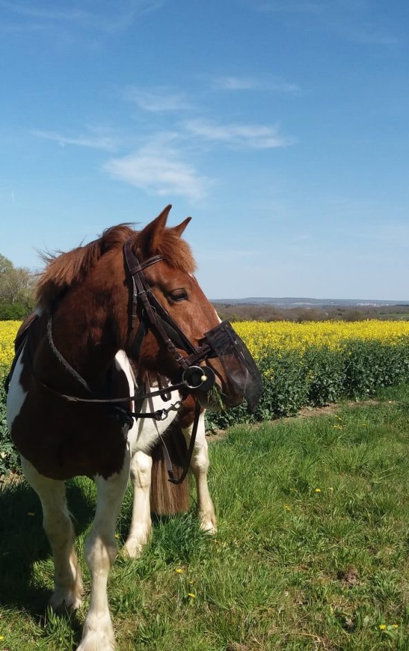 Cheval dans un champs de Colza