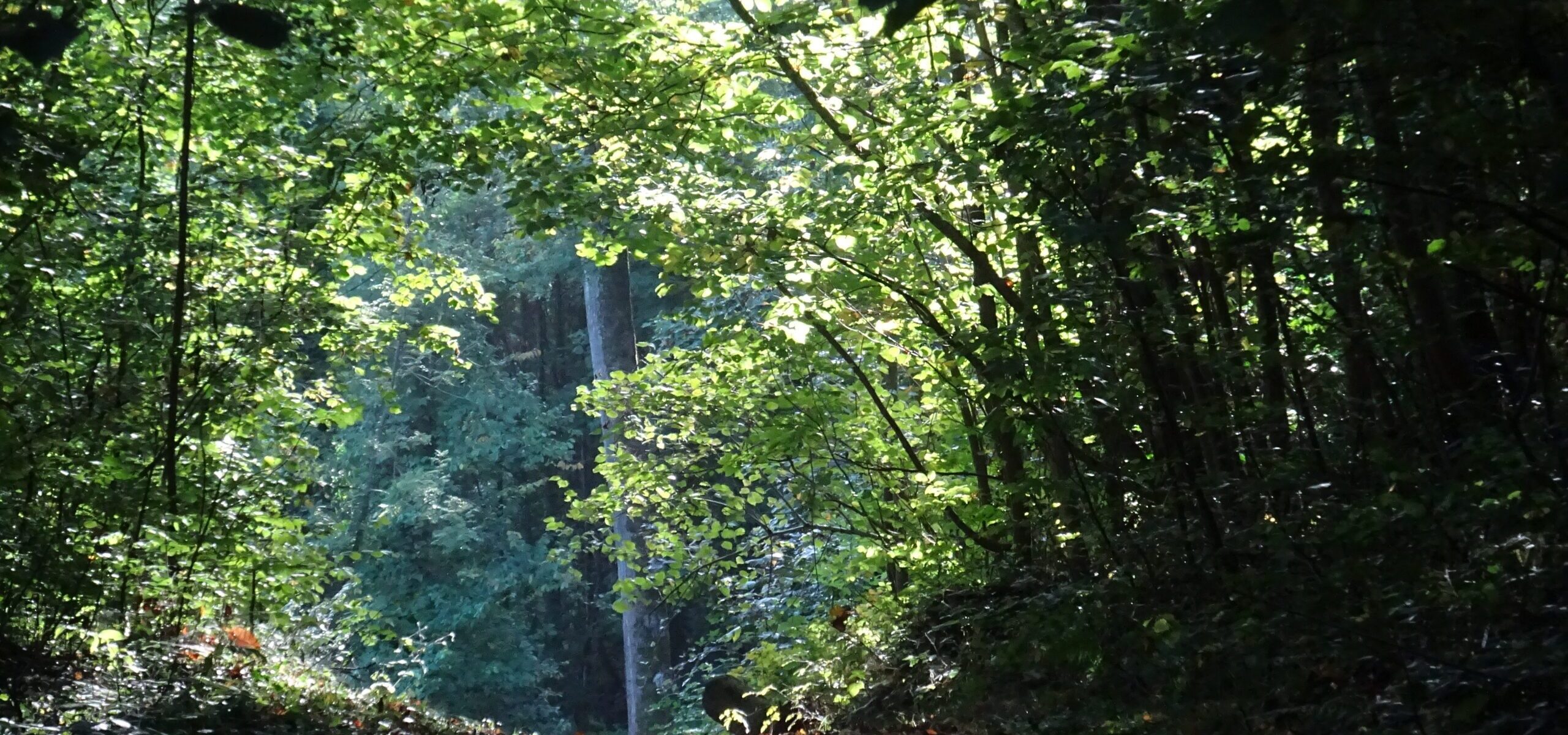 Forêt départementale des Bois Chauveaux_Jouy-en-Josas