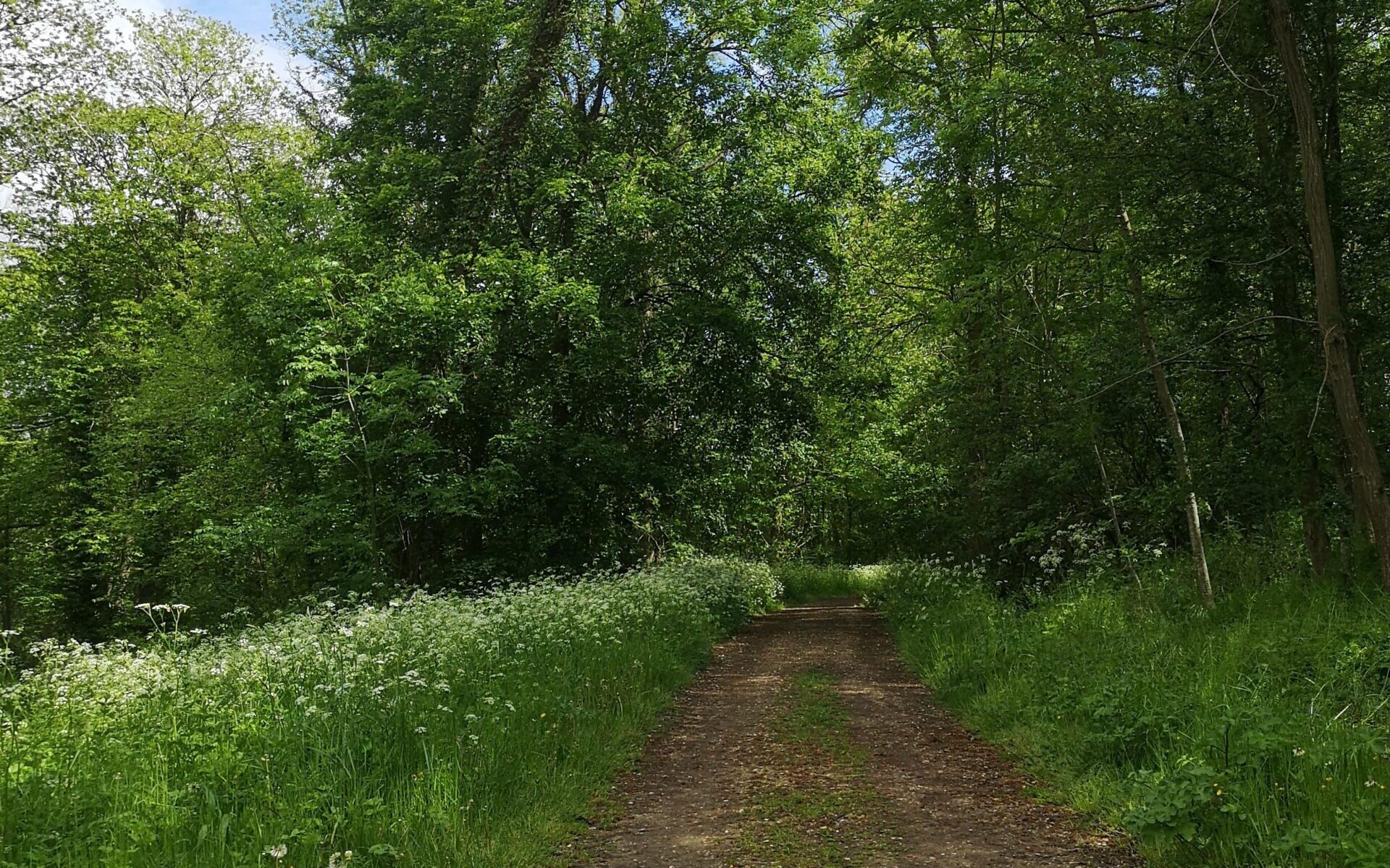 Forêt départementale des Bois Chauveaux_Jouy-en-Josas