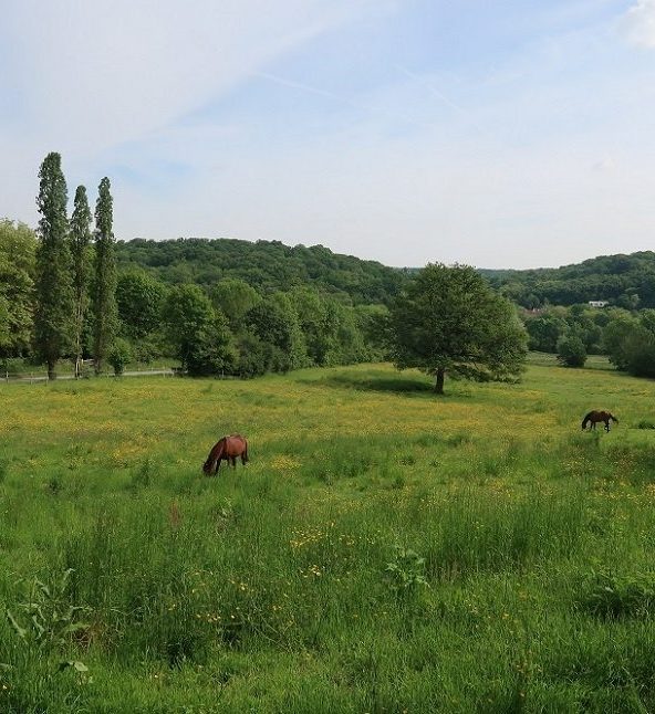 Bois des Loges-en-Josas
