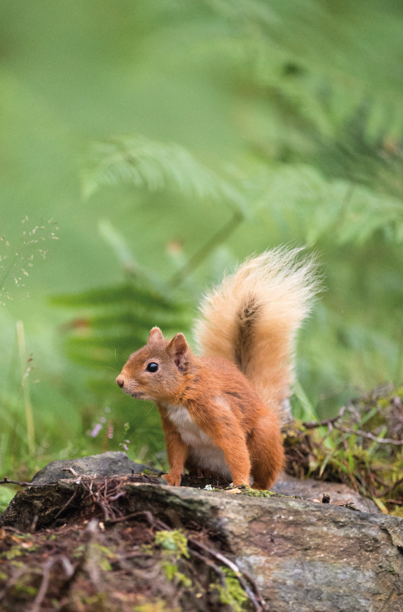 Forêt départementale des Bois Chauveaux_Jouy-en-Josas