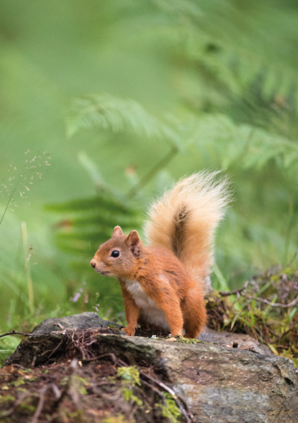 Forêt départementale des Bois Chauveaux_Jouy-en-Josas
