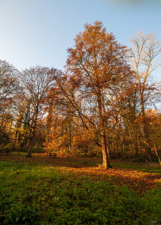 Forêt départementale des Bois Chauveaux_Jouy-en-Josas