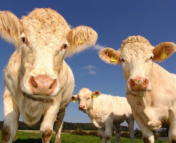 Vache Pixabay