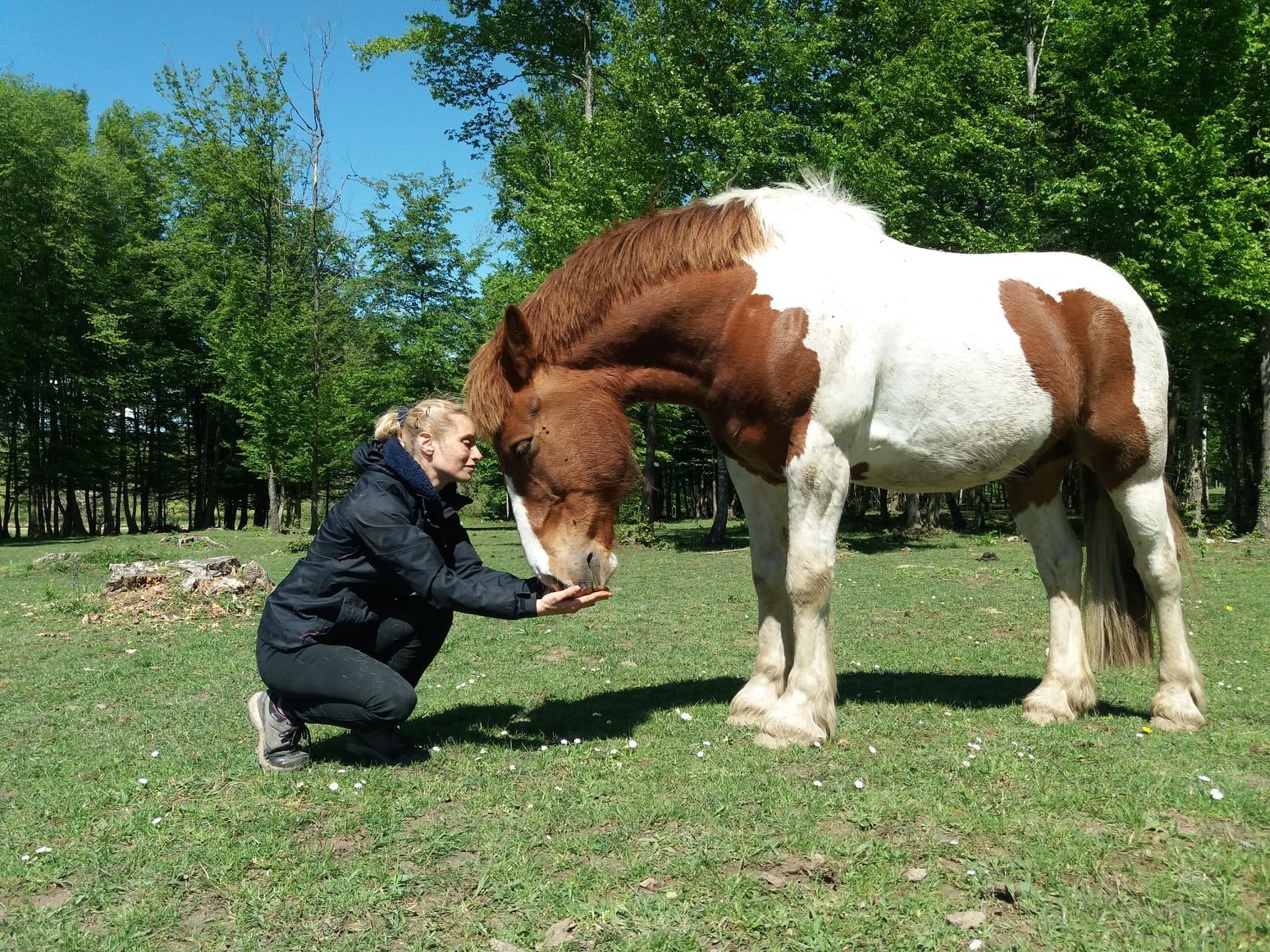 Scheherazade nez à museau avec un cheval