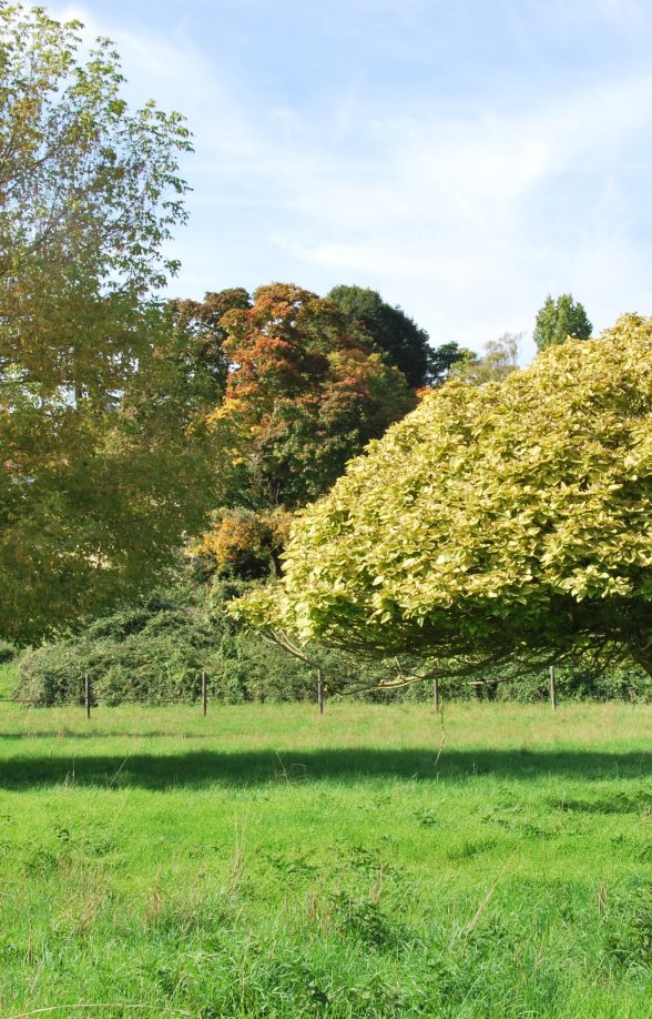 Prairie communale Le Mesnil le Roi