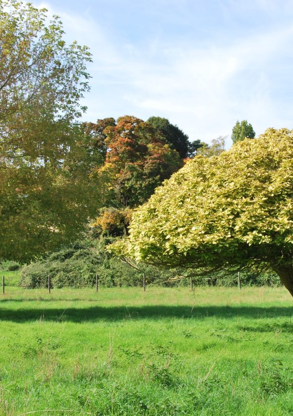 Prairie communale Le Mesnil le Roi