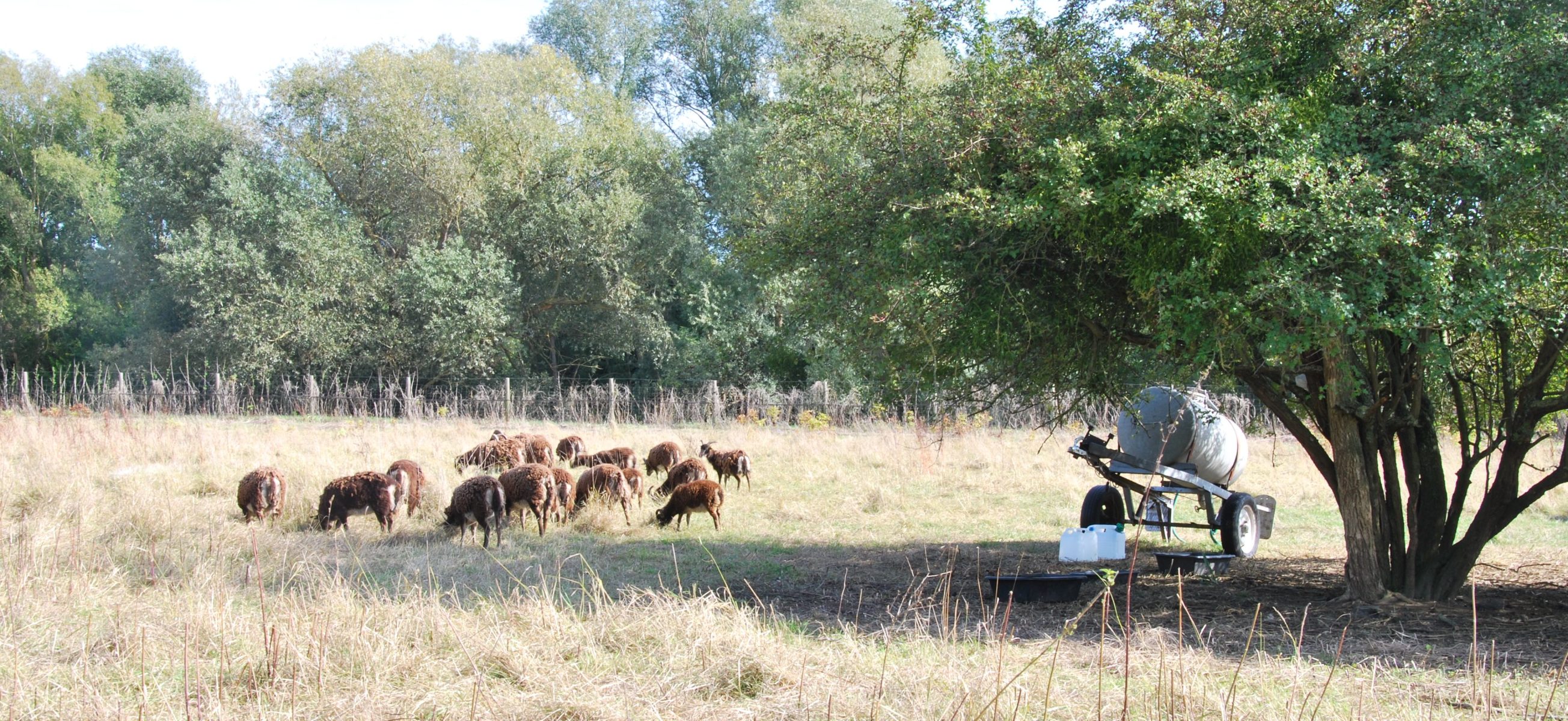 Prairie communale Le Mesnil le Roi