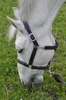 Ecurie La Clémenterie