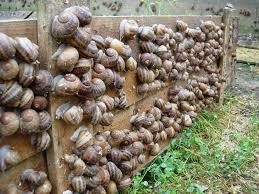 Les Escargots de Mr Devaux