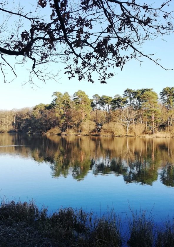 Forêt de Rambouillet