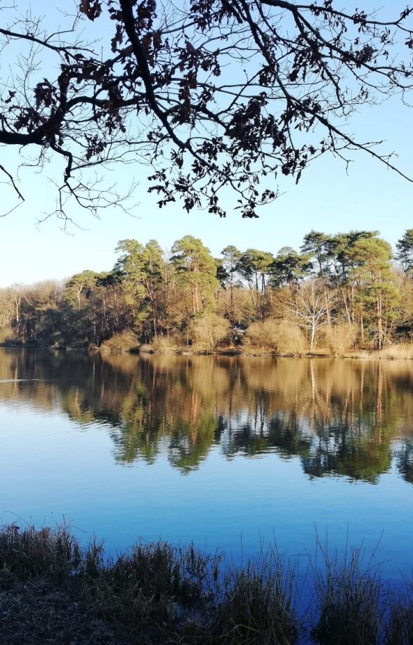 Forêt de Rambouillet