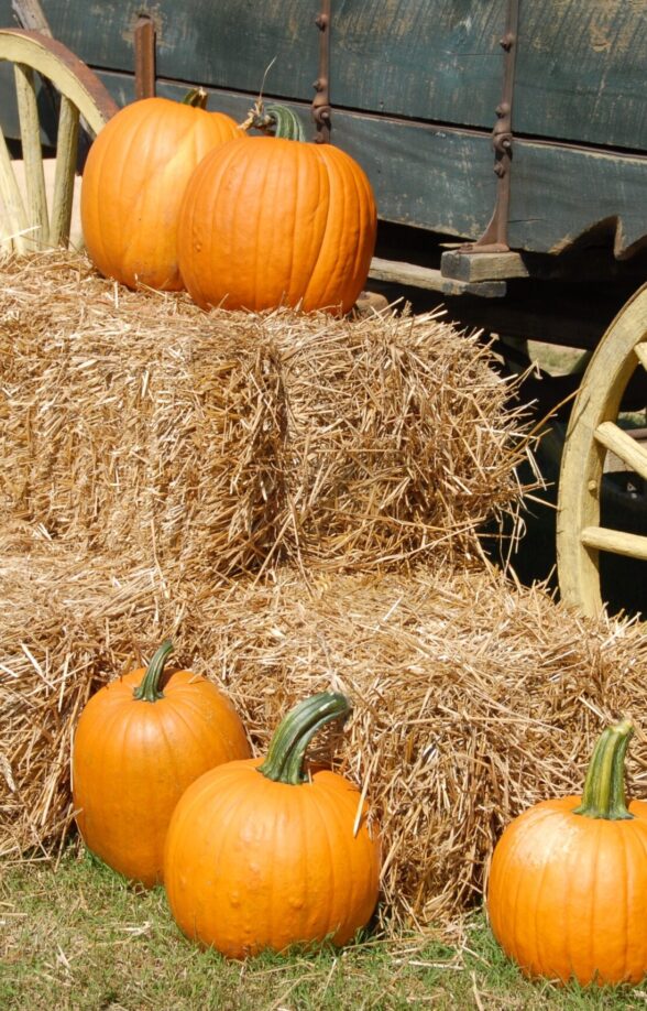 Fête de la citrouille à Sartrouville