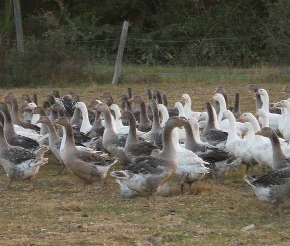 Ferme de la Quoiqueterie