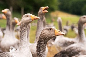 Ferme du Pâtis