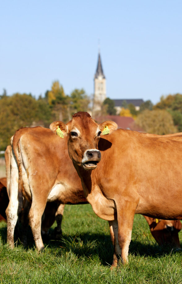 Ferme de la Tremblaye_La Boissière-École