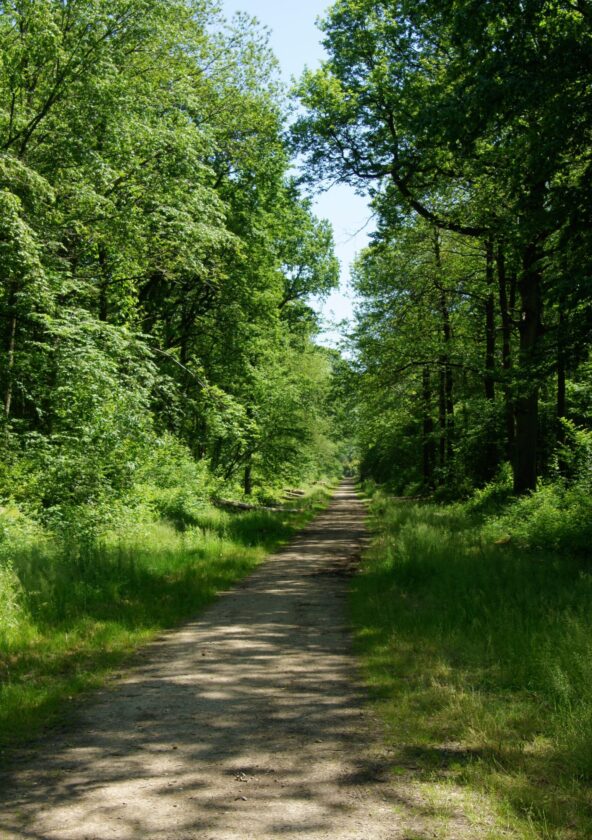 Forêt départementale des Flambertins_Crespières