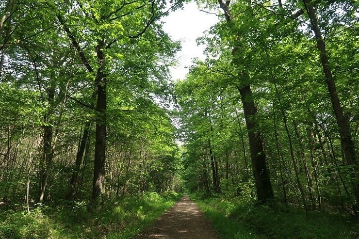 Forêt domaniale de Versailles