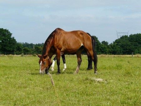 Haras des Erables