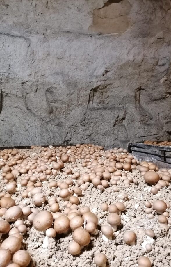 Champignonnière Des Carrières_Évecquemont
