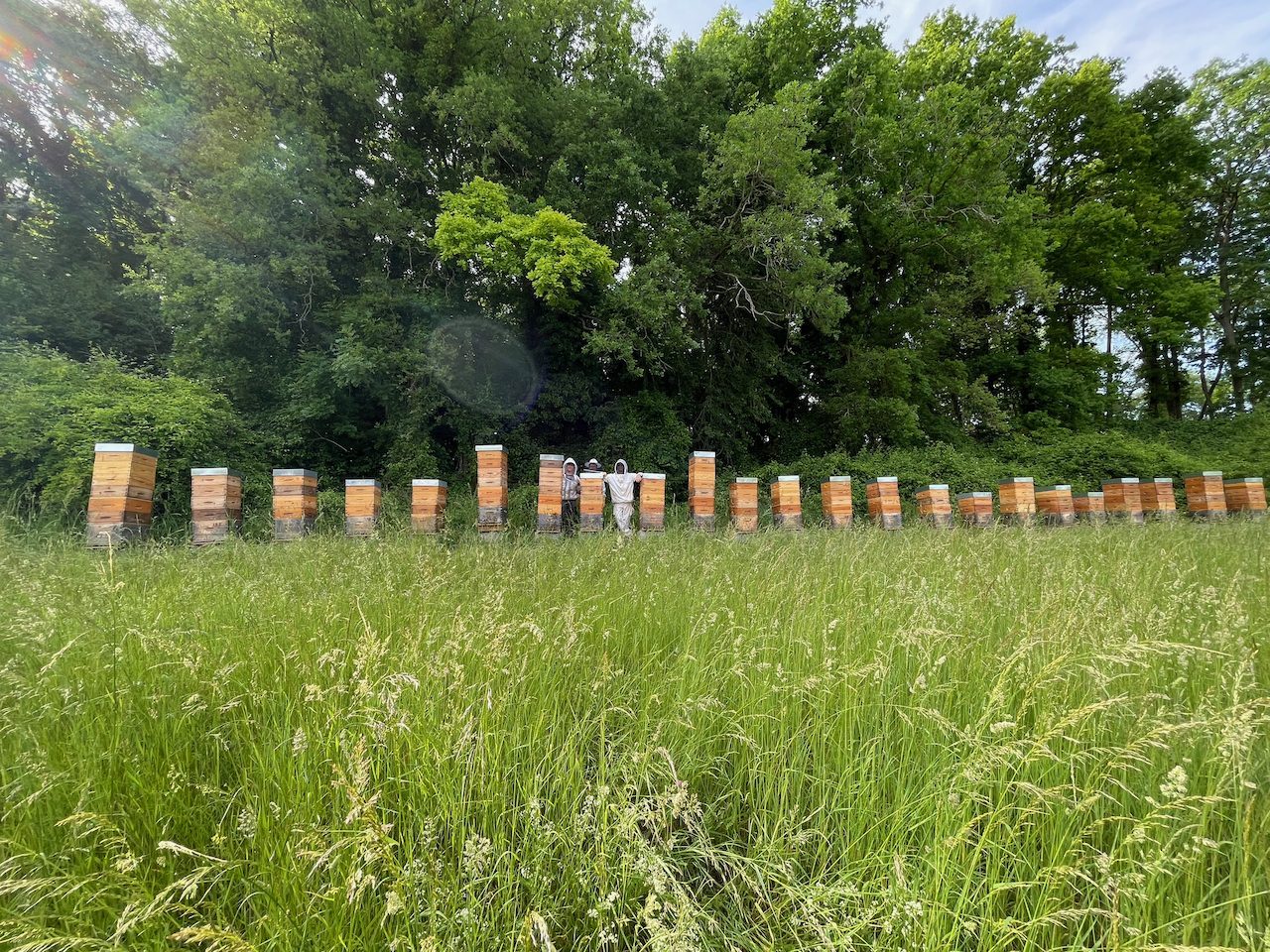 Installation de ruches