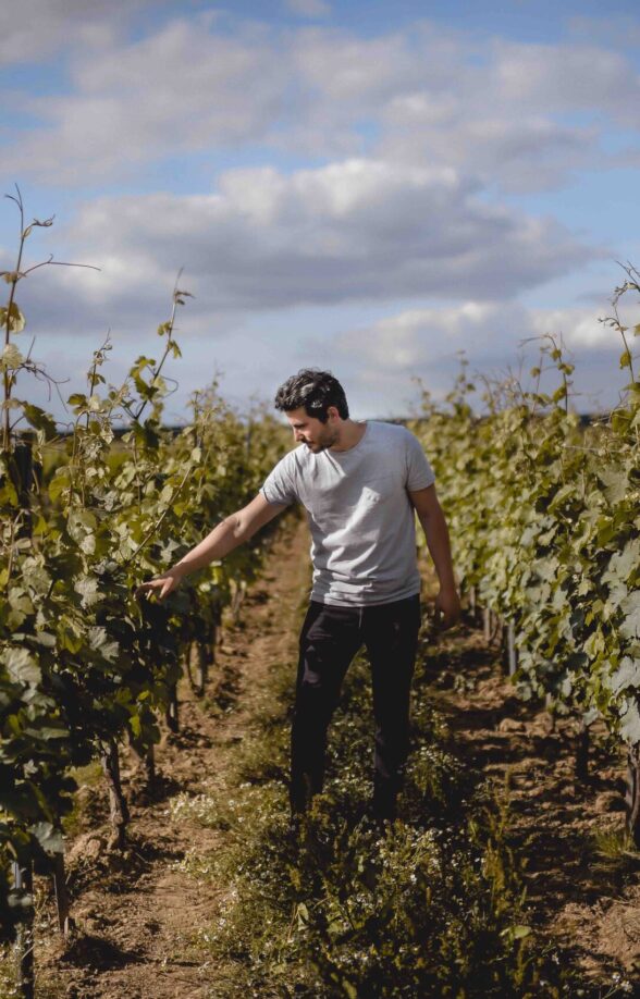 Domaine La Bouche du Roi_Davron