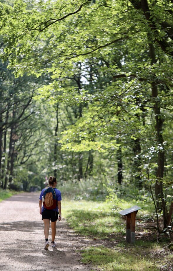Forêt départementale de Méridon_Chevreuse