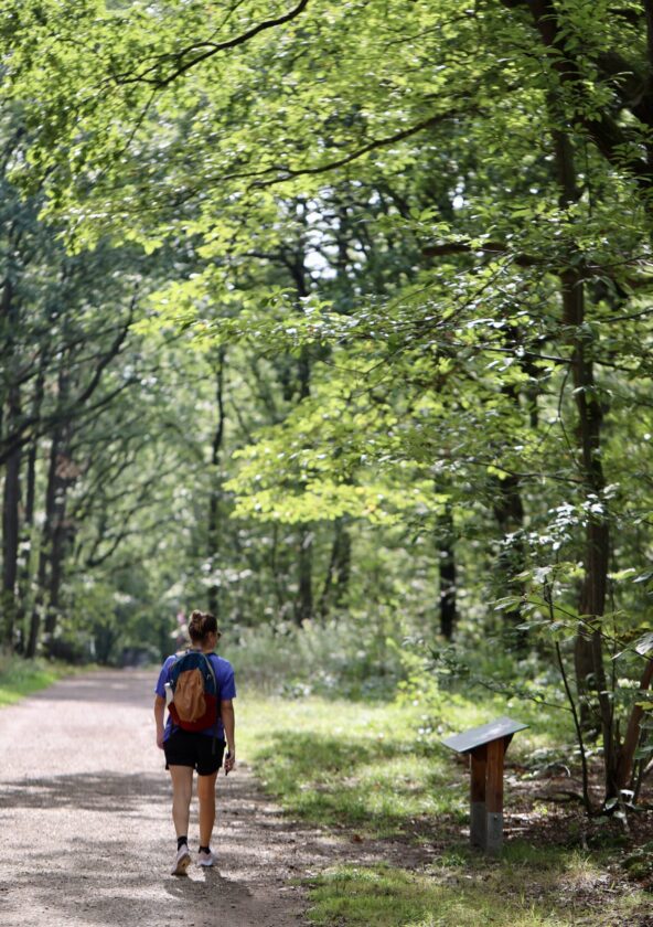 Forêt départementale de Méridon_Chevreuse