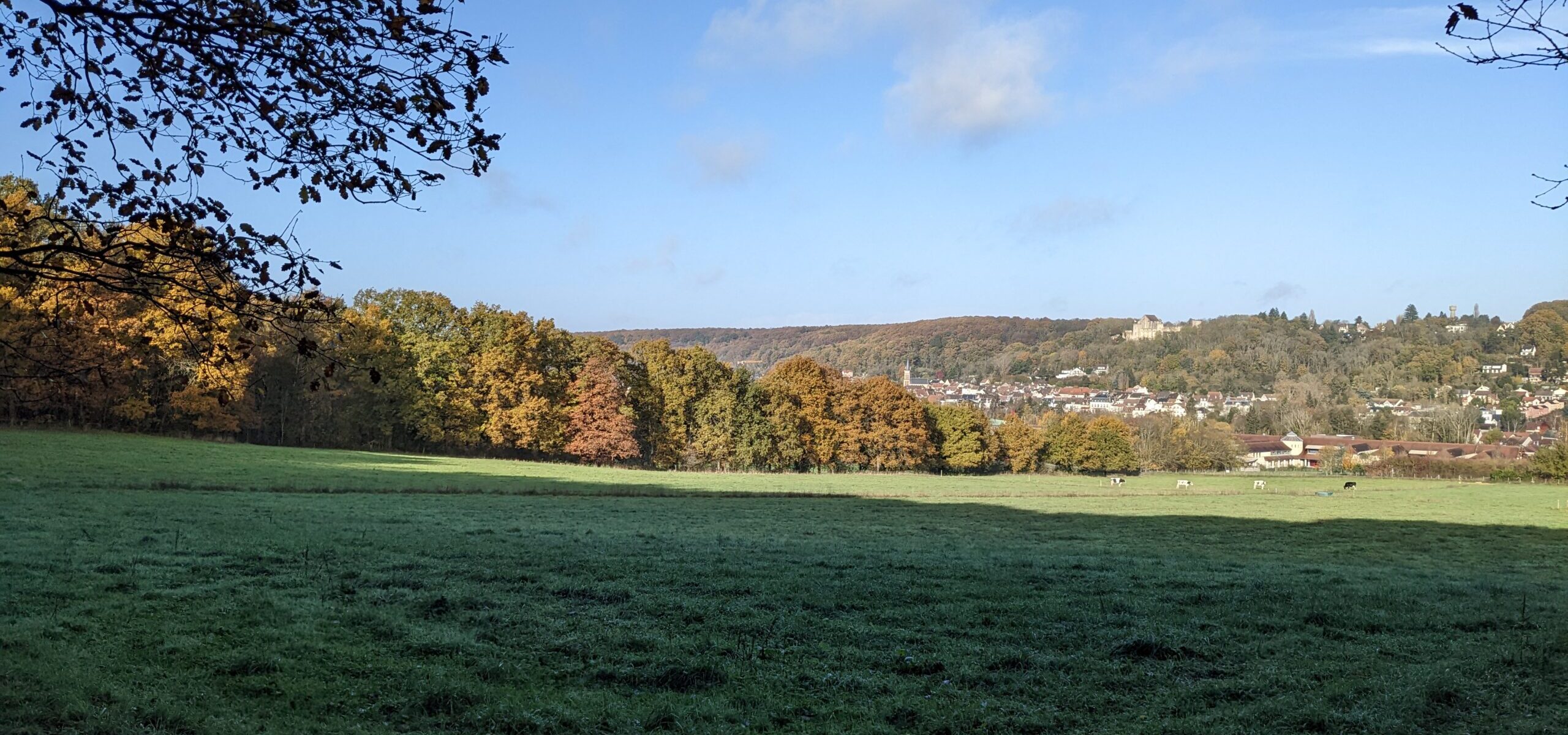 Forêt départementale de Méridon_Chevreuse