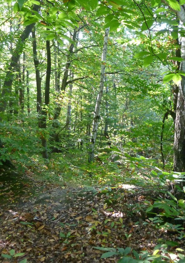 Forêt de Marly
