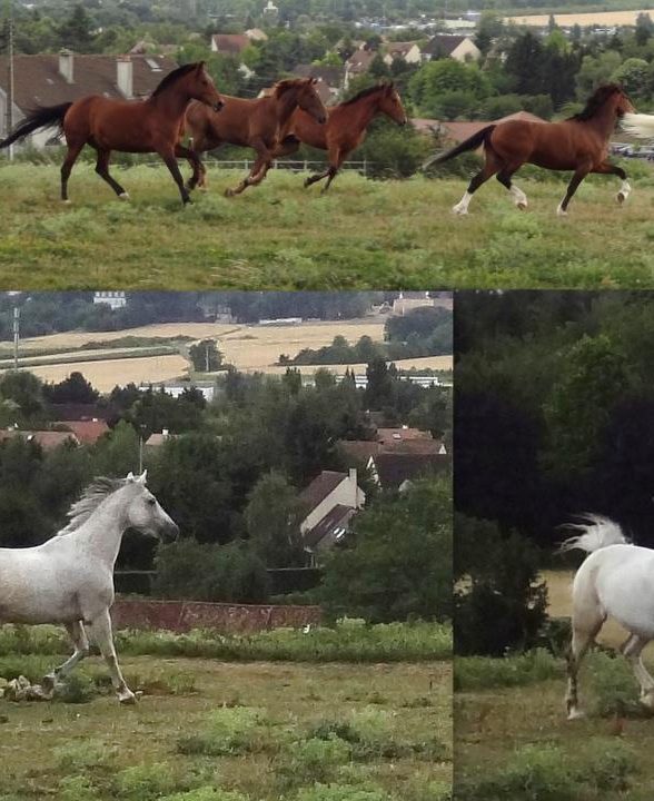 Poney club des Guérandes